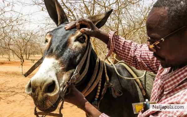Naijapals Animals Doctor Checking my Donkey - click for next photo