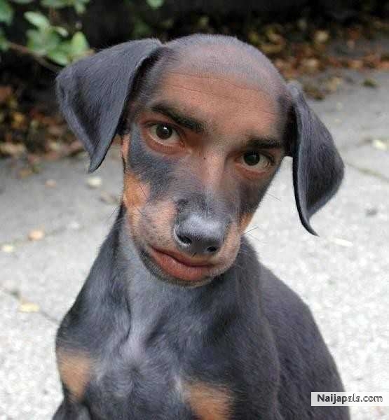 Dogy style - click for next photo