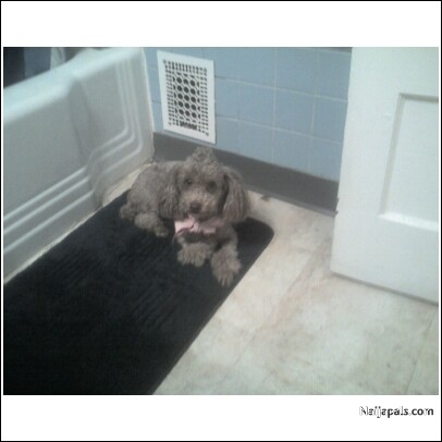 my gorgeous dog sasha lol - click for next photo