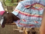 Ajayim46