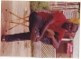 taymea