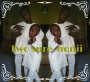 diyaskid