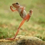 daspiro1