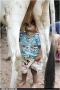 BigBones