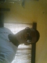 gream