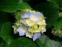 babyvine