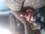 botyboy