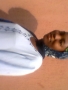 Biolaomodunbi