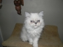 dongpe