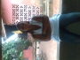 Limat2010