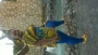 kayanna1
