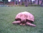 shushu