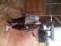 junix