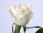 badoo_4live