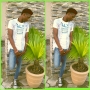 drchidex