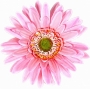 espen