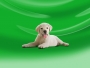 bobby12345648