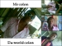 Colon