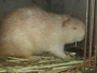 babsakanni