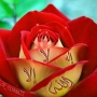 Najib1070