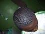 alonge1