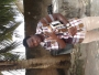 HAYSTY