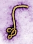 molatoSeun