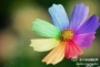 saffy001