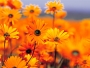almaj