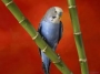 WASHOPIKIN