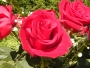 richy58