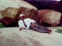 yunus_ajenifuja