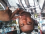 Austineking