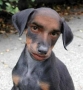 deoffeh