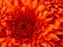 LILLYGERM