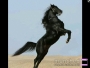 Shangudar