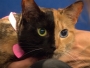 mellinda