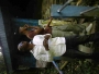 Skeed