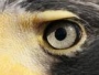 eagleyez