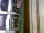 basedman