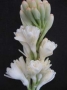 Polianthes