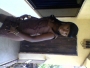 Gifted429