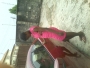 Pricilla