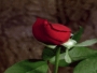 blackbless
