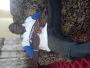 abbiz
