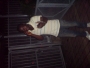 Aayofee