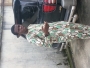 josey9756able