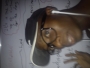 kiwixcompo