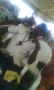 kolly1234