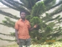 Carvo
